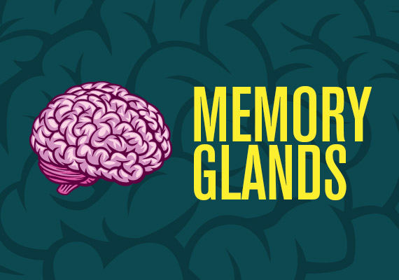 Memory Glands